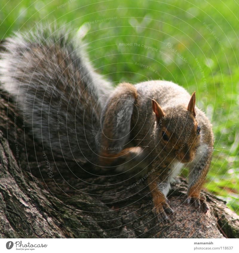 Lieblingstier: Eichhönchen! Teil 5 Eichhörnchen Pfote buschig süß klein niedlich Baum Wiese Gras Toronto Park Geschwindigkeit braun Fell Nagetiere Säugetier