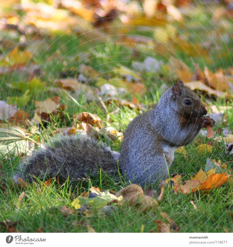 Lieblingstier: Eichhörnchen! Teil 7 Pfote buschig süß klein niedlich Baum Wiese Gras Toronto Park Geschwindigkeit braun Fell Nagetiere Säugetier squirrel