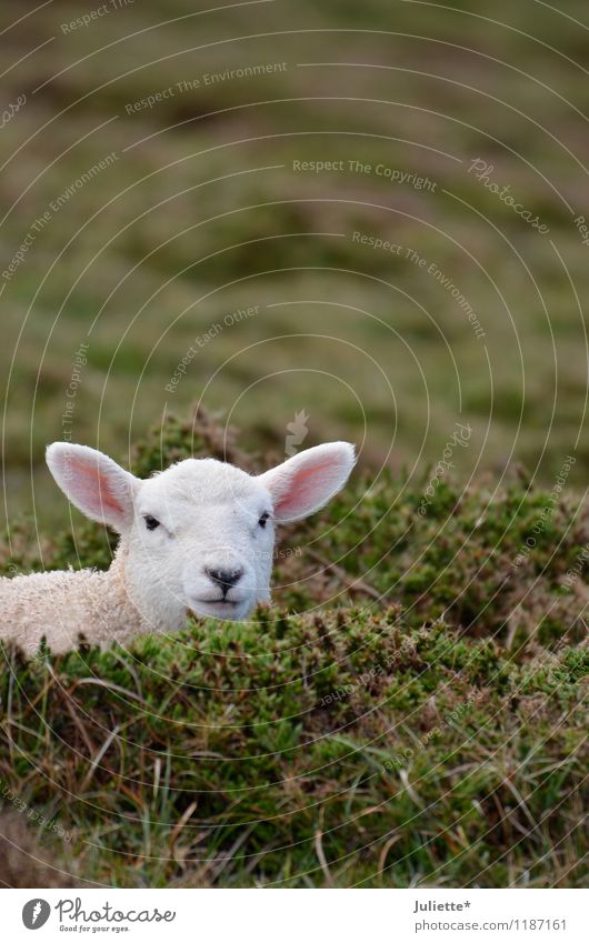 s´Lämmle Natur Landschaft Erde Frühling Wiese Feld Tier Lamm Schaf 1 Tierjunges Ferien & Urlaub & Reisen Leben Neugier Ohr Wachsamkeit ruhig verstecken Fell