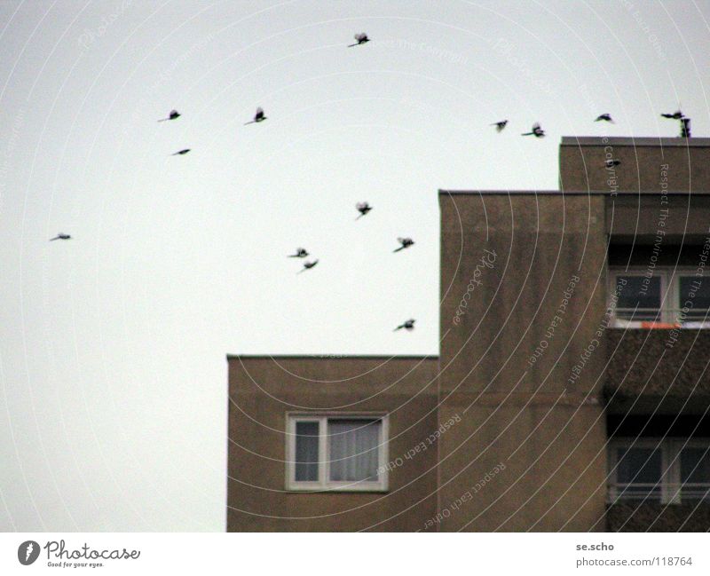 Die Vögel Vogel Elster Neubau Fenster Plattenbau Himmel Schwarm grau-in-grau