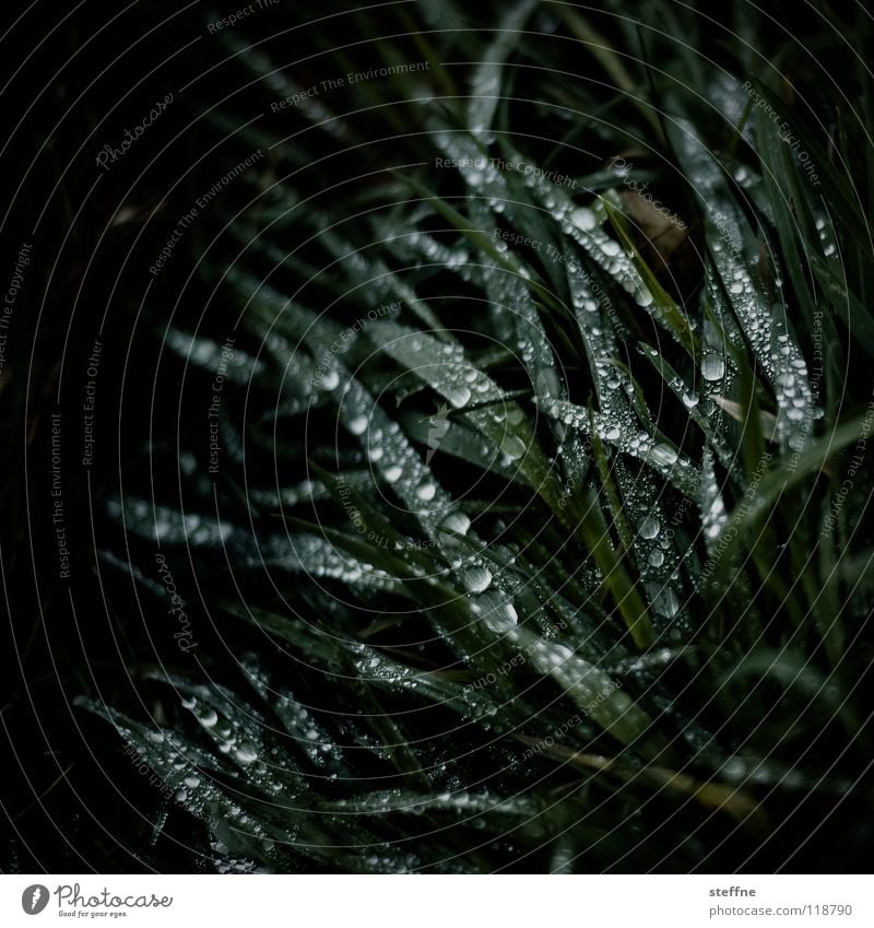 Günter Gras Wiese poetisch dunkel bedrohlich Verschwörung Wassertropfen kondensieren Kondenswasser feucht Halm grün schwarz geheimnisvoll verschwörerisch Seil