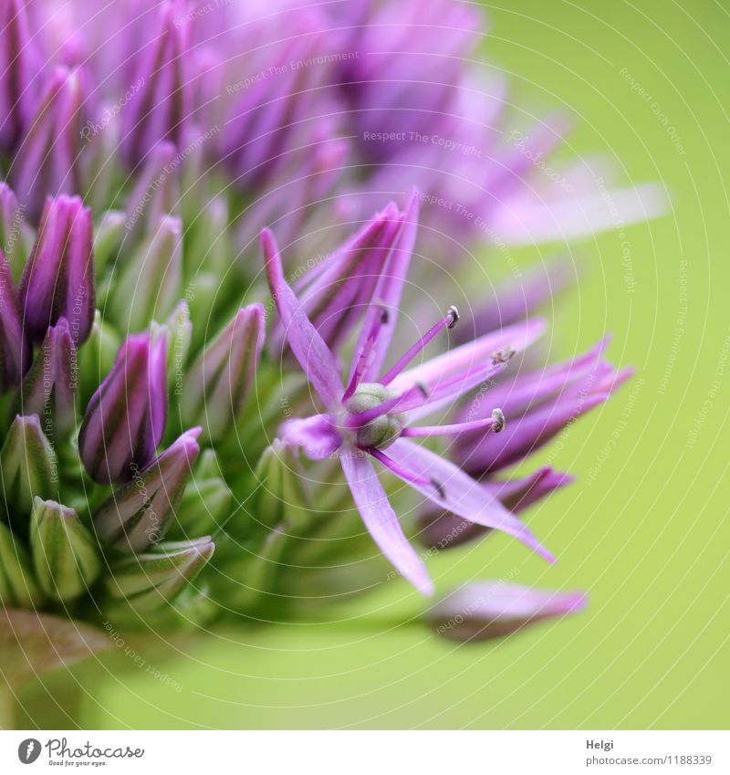 lila Sternchen... Umwelt Natur Pflanze Frühling Schönes Wetter Blume Blüte Knollengewächse Blütenknospen Garten Blühend Wachstum ästhetisch schön einzigartig
