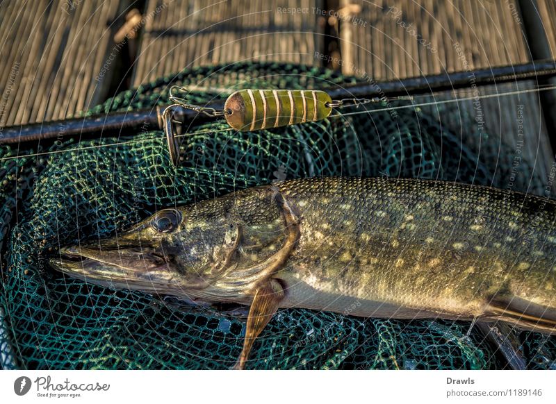 Boddenhecht Tier Wildtier Fisch 1 Angeln Kescher Angelköder Angelrute Setzkescher fangen Jagd kämpfen braun gelb gold grün silber Erfolg Leidenschaft