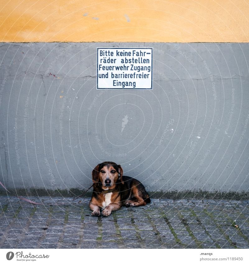 Hinweis Hund Tier Wand ein lizenzfreies Stock Foto von Photocase