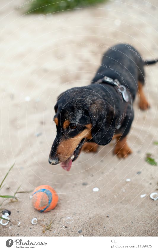 am strand Freizeit & Hobby Spielen Ausflug Sand Küste Flussufer Strand Tier Haustier Hund Tiergesicht Dackel 1 Ball Fröhlichkeit niedlich Freude Lebensfreude