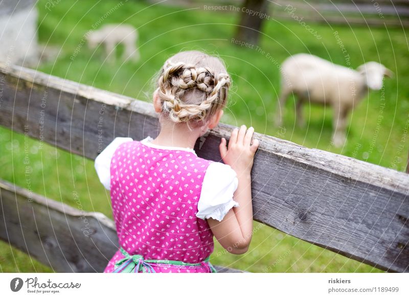 Heidi :) Mensch feminin Kind Mädchen Kindheit 1 3-8 Jahre Umwelt Natur Landschaft Frühling Sommer Schönes Wetter Wiese Tier Nutztier Schaf Tiergruppe entdecken