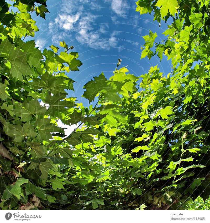 Ausblick Sekt Eltville Rhein Alkoholisiert aufwachen schlafen prickeln Baum Blatt Wolken weiß grün Einblick Blätterdach Rheingau Schatten kalt frisch Sommer
