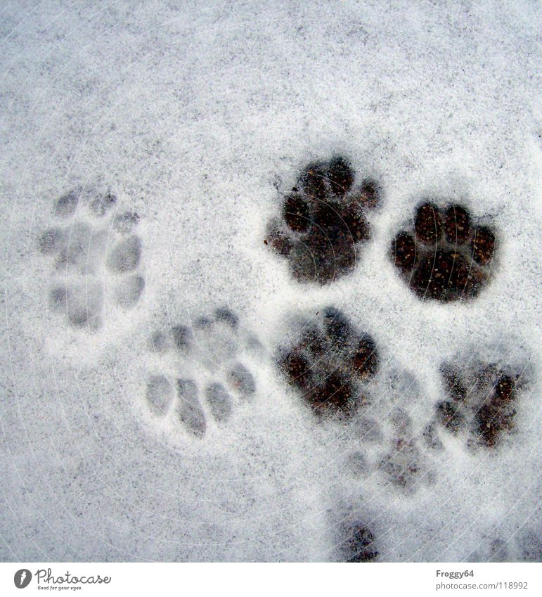 Auf Spurensuche.... schwarz weiß Katze Pfote Landraubtier Winter kalt Fußspur Schwarzweißfoto Säugetier Schnee anna froggy64 terasse