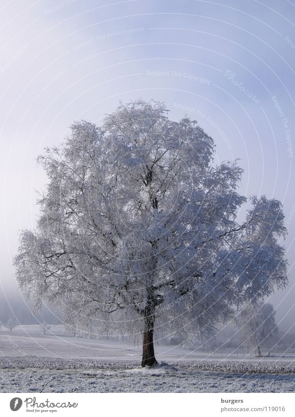 Kaltblüte Baum Raureif Feld Winter Schneelandschaft Dezember ruhig Laubbaum Nebel weiß grau schwarz kalt Schweiz Himmel Landschaft Winterbild blau