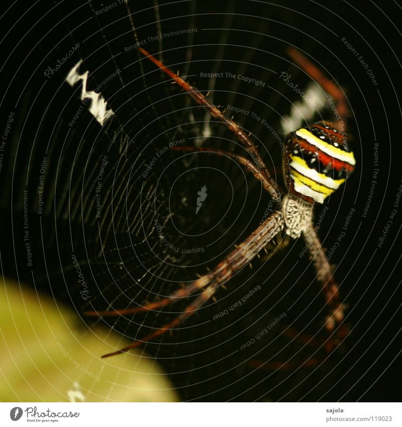 argiope II Natur Tier Urwald Spinne 1 Streifen Netz Ekel gelb rot schwarz gestreift Beine Kopf Radnetzspinne Singapore Spinnennetz Asien Nähgarn Farbfoto