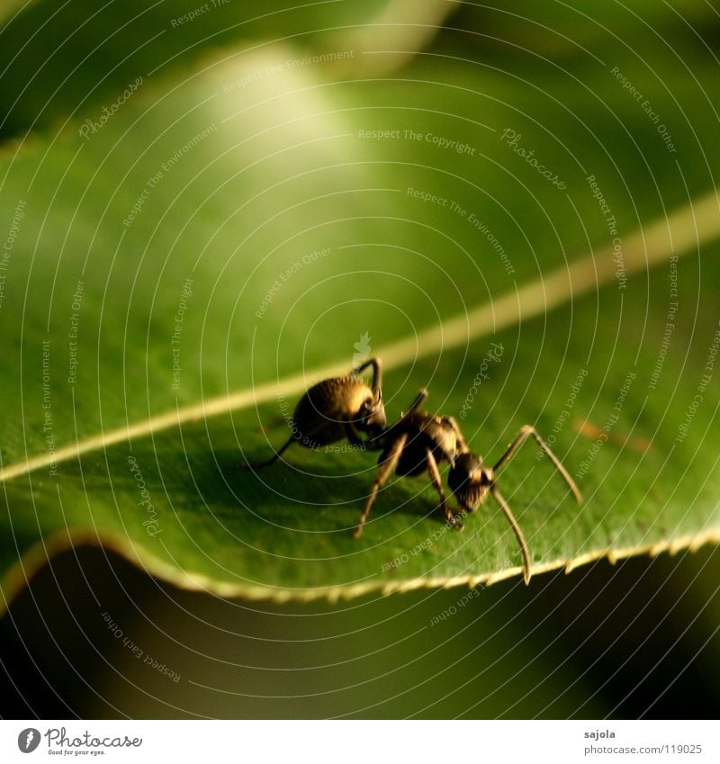goldene ameise (unscharf) Tier Blatt 1 krabbeln grün Ameise Insekt Kopf Fühler Beine Asien Singapore Farbfoto Außenaufnahme Nahaufnahme Makroaufnahme