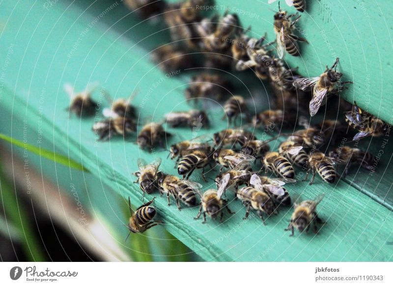 sumsumsum Umwelt Natur Schönes Wetter Tier Nutztier Biene Honigbiene Tiergruppe Schwarm Aggression ästhetisch einzigartig Bienenstock Imkerei Landwirtschaft