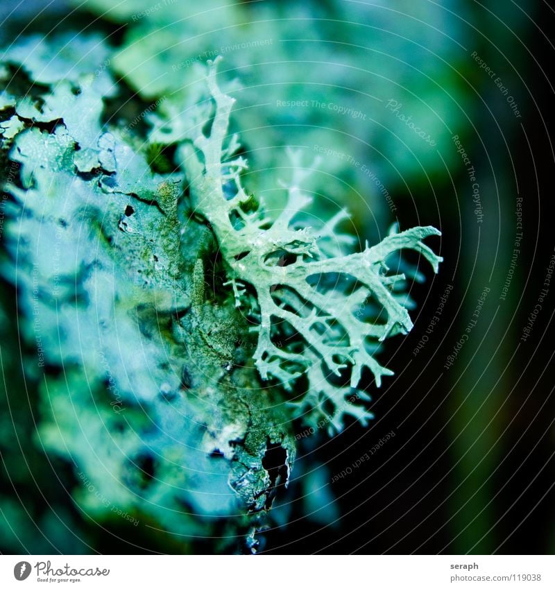 Flechtenland Moos Pflanze grün Hintergrundbild Laubmoos Bodendecker Sporen Symbiose Natur mikro Makroaufnahme Botanik Wachstum Strukturen & Formen Waldboden