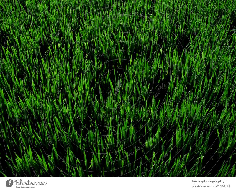 ORANGE Gras Wiese Feld grün Halm Frühling Sommer saftig frisch Wachstum gedeihen sprießen Gärtner Blume knallig Osternest Osterei Hintergrundbild Muster