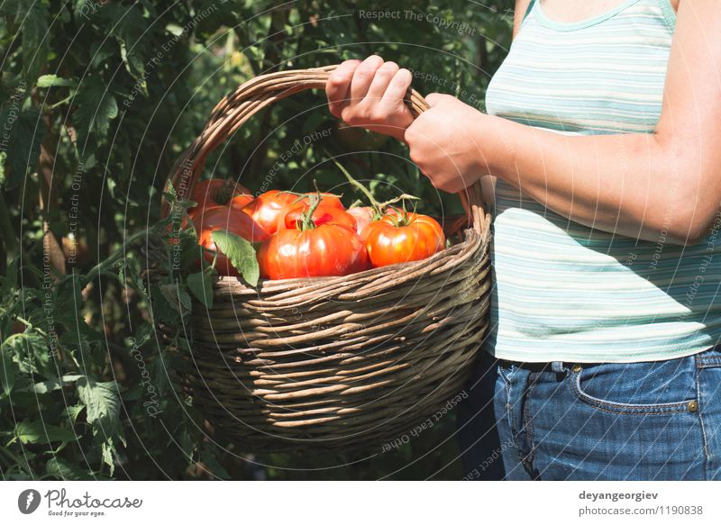 Tomaten im Korb auswählend. Gemüse Frucht Vegetarische Ernährung Lifestyle Sommer Garten Gartenarbeit Mensch Frau Erwachsene Hand Natur Pflanze frisch natürlich