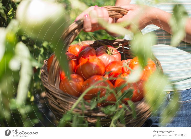 Tomaten im Korb auswählend Gemüse Frucht Vegetarische Ernährung Lifestyle Sommer Garten Gartenarbeit Mensch Frau Erwachsene Hand Natur Pflanze frisch natürlich