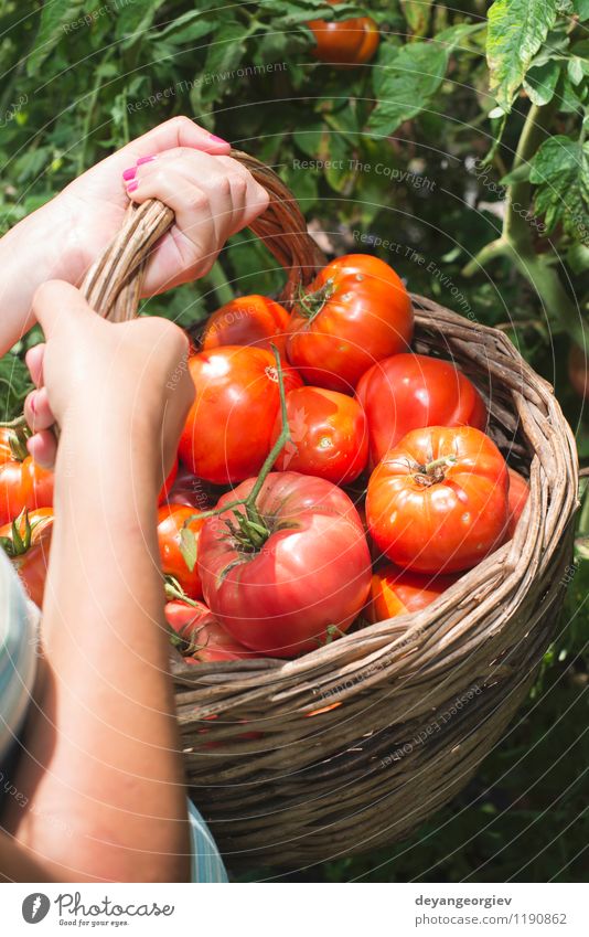 Tomaten im Korb auswählend Gemüse Frucht Vegetarische Ernährung Lifestyle Sommer Garten Gartenarbeit Mensch Frau Erwachsene Hand Natur Pflanze frisch natürlich