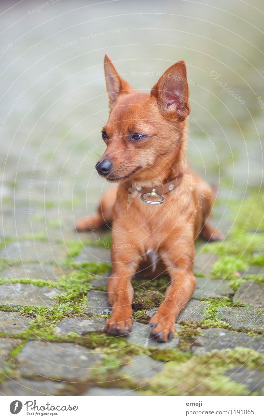 dog Tier Haustier Hund Tiergesicht 1 Tierjunges kuschlig klein Farbfoto Außenaufnahme Menschenleer Tag Schwache Tiefenschärfe Tierporträt Ganzkörperaufnahme