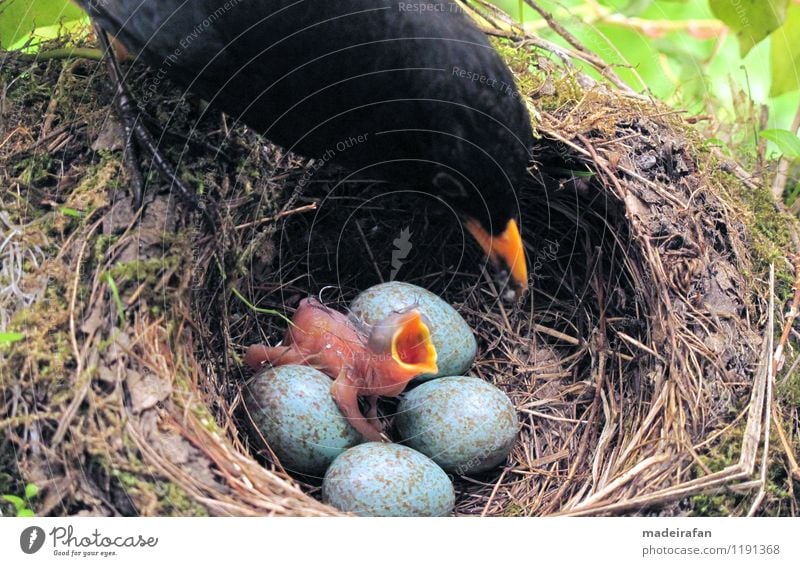 Amselküken-Trompetenmaul-Male-feeding-blackbird-IMG_9084-AS Tier Wildtier Vogel Krallen Tierjunges Fressen "Besorgt bekümmert liebevoll umsorgt"