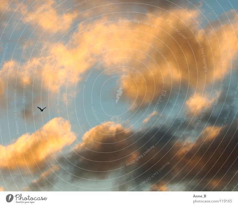 Vogelfrei Freiheit Luft Himmel Wolken Flügel 1 Tier Bewegung fliegen klein blau gelb schwarz ruhig einzigartig Leichtigkeit Natur orange Sonnenlicht grau