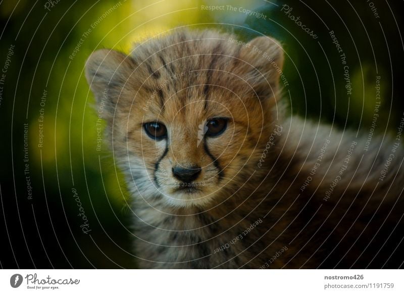 geparden junges Tier Wildtier Tiergesicht Zoo Gepard 1 Tierjunges entdecken Blick elegant kuschlig klein niedlich wild Neugier Interesse Farbfoto mehrfarbig