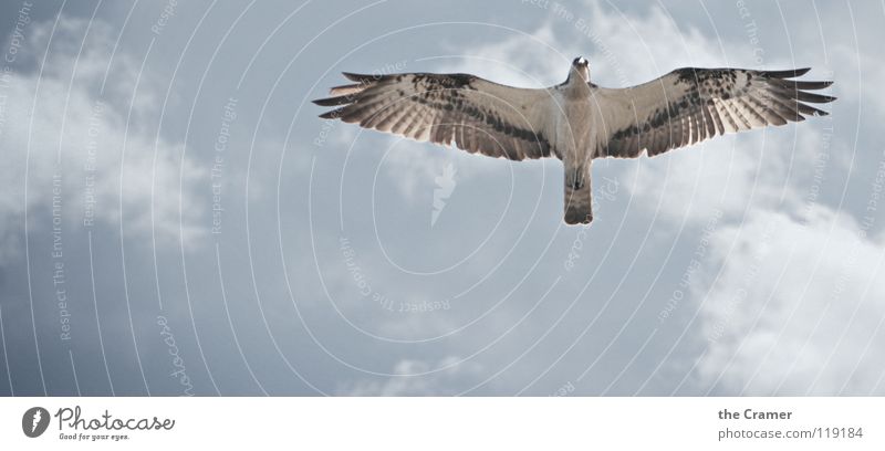 Osprey - Fischadler Adler Vogel Tier Feder Himmel Wildtier frei Vogelflug fliegend Freisteller Vor hellem Hintergrund Textfreiraum unten Textfreiraum links