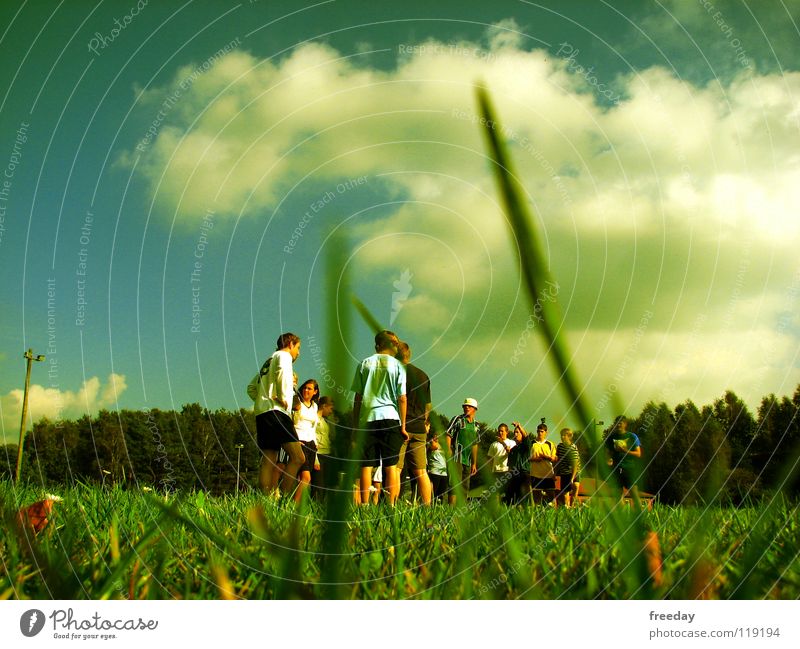 ::: Froschperspektive ::: Sommer Wolken grün Hintergrundbild Spielen weiß dunkel Jugendliche Versammlung klein Halm Tiefenschärfe Tier ökologisch Luft frisch