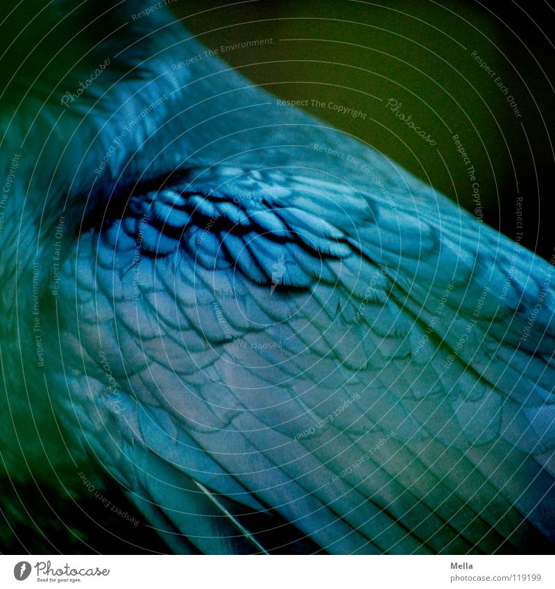 Rabe schön Vogel Flügel glänzend blau grün schwarz Stolz Rabenvögel Kolkrabe Krähe Aaskrähe Feder grünlich bläulich Fittiche edel Edgar Allen Poe Nimmermehr