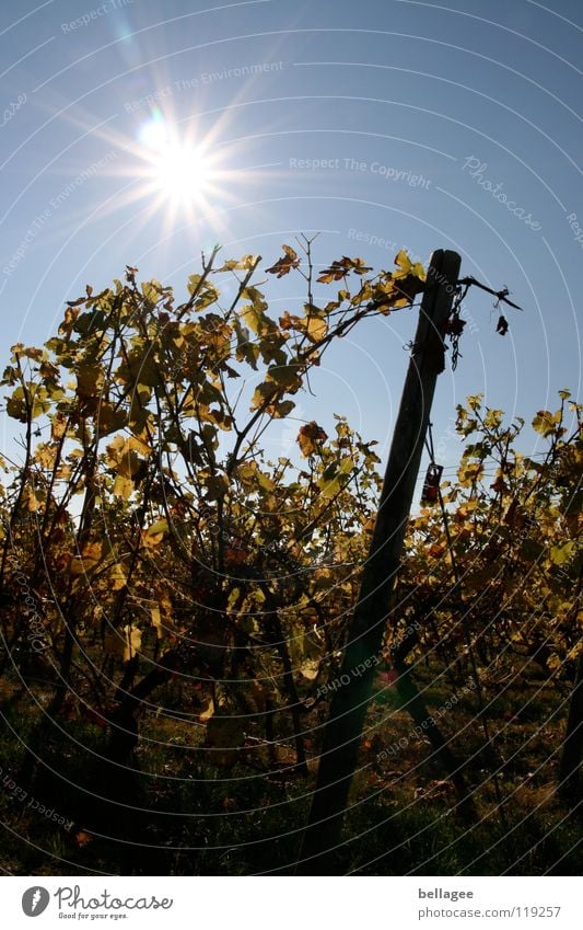 Sonnenlicht im Rebenstock Herbst Wein Weinberg Blatt welk Gegenlicht Berge u. Gebirge Himmel blau Gelbs Neigung