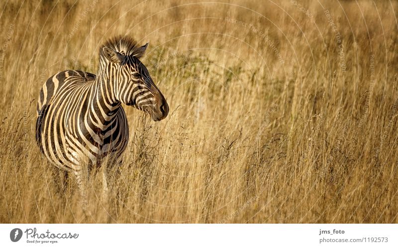 Zebra in der Steppe Natur Tier Wildtier Fell 1 frei schwarz weiß Saulspoort Südafrika Wydhoek Streifen Farbfoto Außenaufnahme Morgen Sonnenlicht
