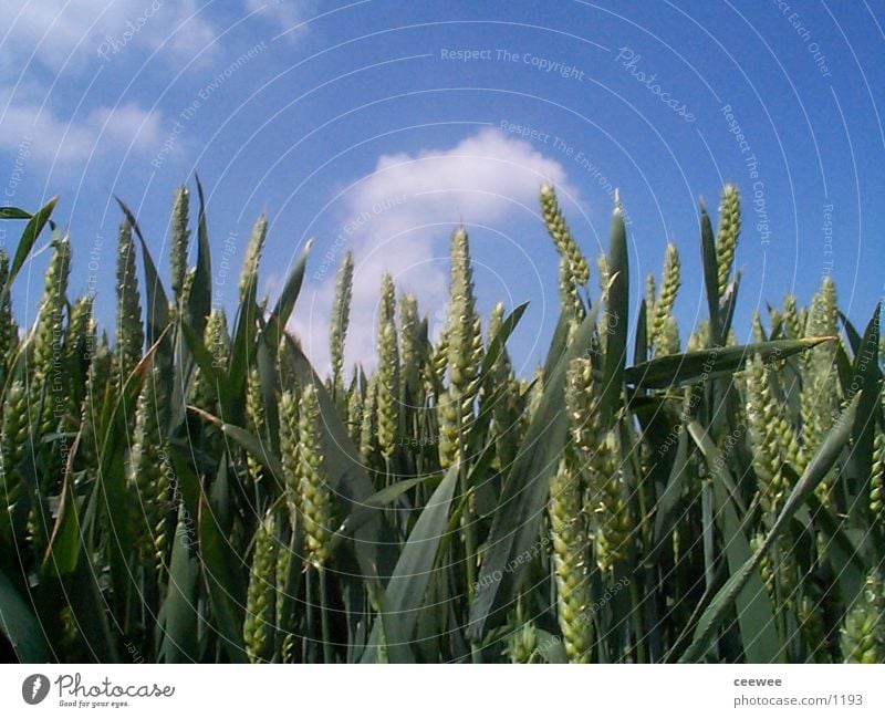 Kornfeld Weizen Getreide Himmel