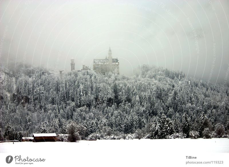 Neu Schwanstein im Nebel Winter Bayern Baum Wald Schnee Neuschwanstein Burg oder Schloss