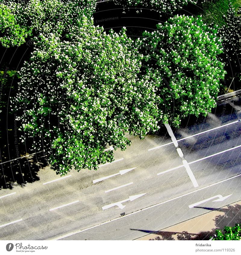 auf der spur Pflanze Baum Verkehrswege Straße Wege & Pfade Pfeil grau grün Orientierung Außenaufnahme Luftaufnahme Vogelperspektive Baumkrone Fahrbahn