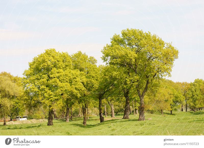 Laubbäume auf dem Hügel Sommer Sonne Natur Landschaft Pflanze Himmel Schönes Wetter Baum Gras Wiese Fluss frisch blau grün Laubbaum Wiesenlandschaft hügelig