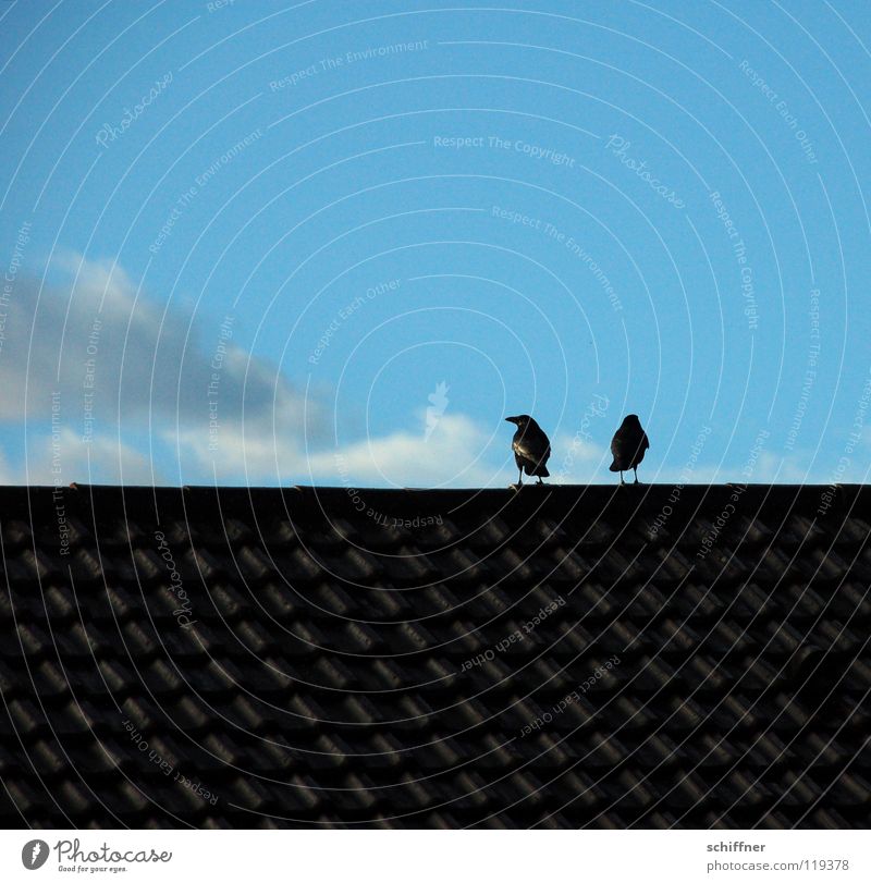 Rabenscheidung I Rabenvögel Krähe Vogel schweigen Trennung Zusammensein Dach Wolken sich anschweigen Konflikt & Streit sich trennen Kommunikationsstille