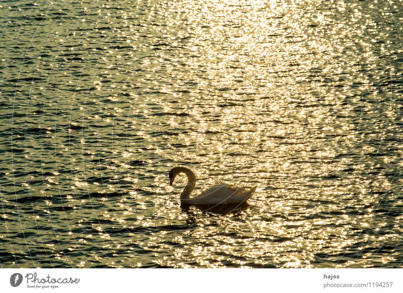 Sonnenaufgang an der Ostsee mit Schwan Freizeit & Hobby Ferien & Urlaub & Reisen Meer Natur Romantik Idylle schwimmt golden Monochrom Stolpmünde Ustka Polen