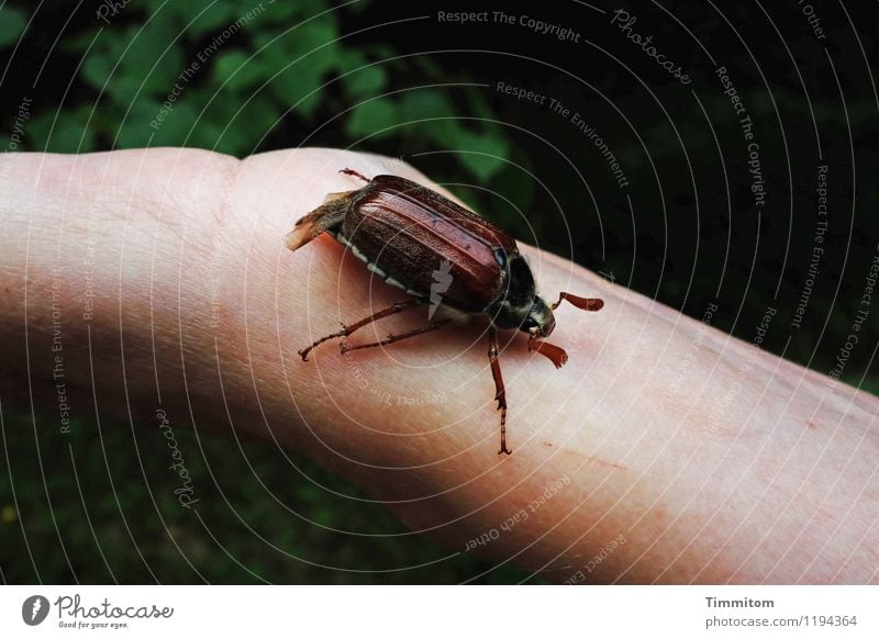 Sumsemann. Umwelt Natur Tier Maikäfer 1 natürlich Gefühle Arme Hand krabbeln Käfer Farbfoto Außenaufnahme Tag Tierporträt