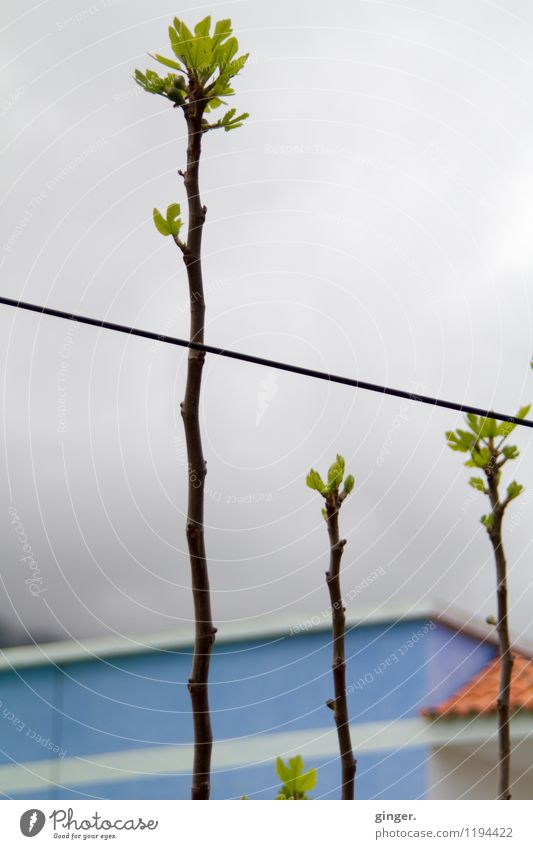- wachsen - Pflanze Baum Sträucher blau grau grün rot weiß hoch Sprößlinge Haus Linie Trieb Ziegeldach Backstein Wolken Streifen Farbfoto mehrfarbig