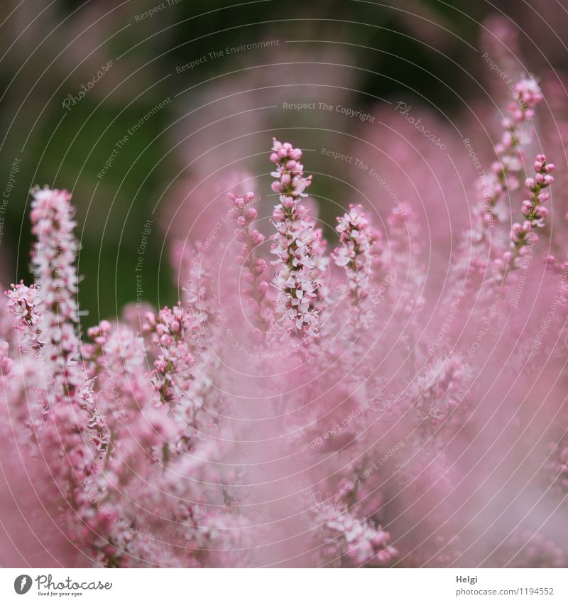 rosa Blüten... Umwelt Natur Pflanze Frühling Sträucher Rispenblüte Park Blühend Wachstum ästhetisch schön klein natürlich grau einzigartig Leben Farbfoto