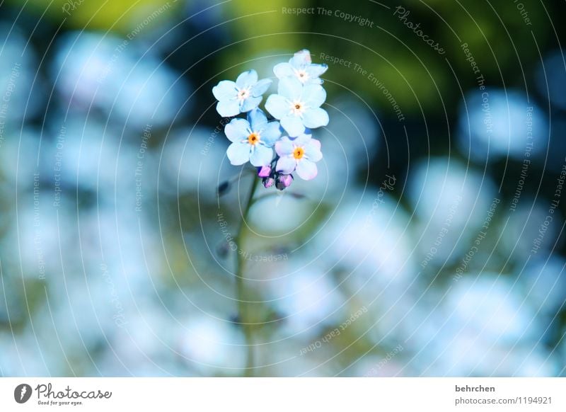 eis(blaues)blümchen Natur Pflanze Frühling Sommer Schönes Wetter Blume Gras Blatt Blüte Wildpflanze Vergißmeinnicht Garten Park Wiese Blühend Duft verblüht