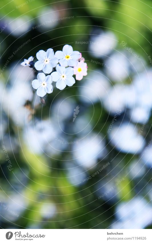 kriegsenkel | man sollte nie vergessen! Natur Pflanze Frühling Sommer Schönes Wetter Blume Gras Blatt Blüte Vergißmeinnicht Garten Park Wiese Blühend Duft