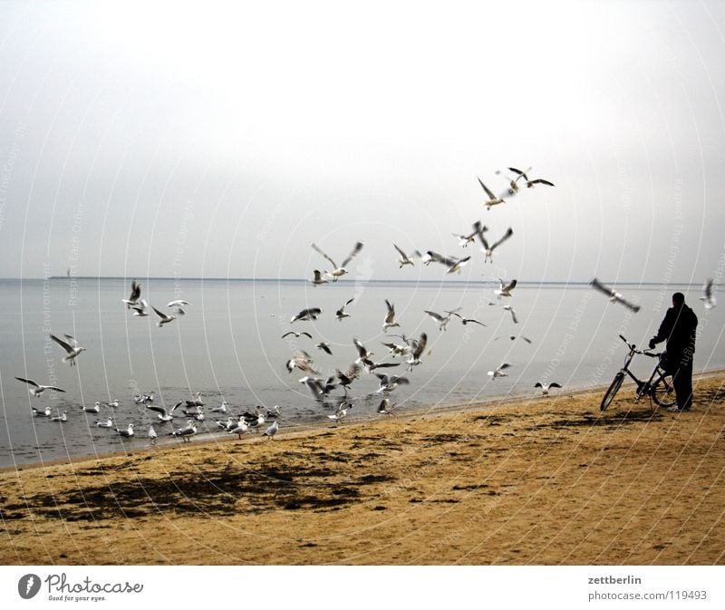Polnische Möwen Vogel Vogelschwarm Meer Strand Horizont Leuchtturm Usedom Mann Fahrrad füttern stehen Fahrradtour Strandspaziergang Luft Nebensaison Winter