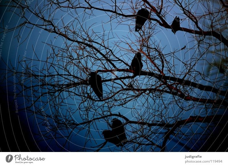 Winterblau Baum Krähe Saatkrähe Baumkrone Vogel Umwelt kalt 6 dunkel Farbe Himmel Ast Zweig sitzen warten Natur Außenaufnahme