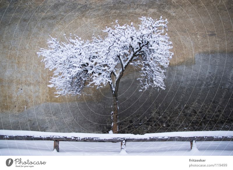 Einsamer Baum Winter Schnee Glurns Italien Altstadt Menschenleer Mauer Wand historisch grau ruhig Einsamkeit Südtirol Zaun Vinschgau Gedeckte Farben