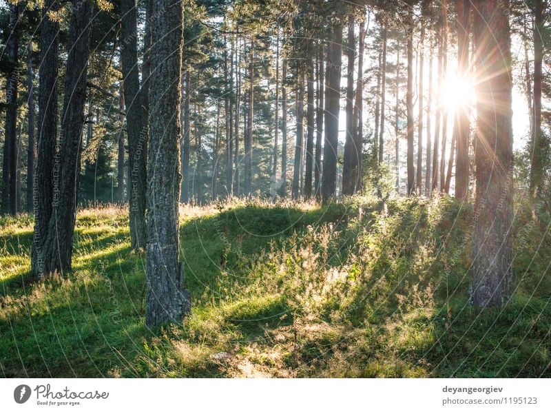 Sonnenstrahlen im Wald schön Sommer Umwelt Natur Landschaft Nebel Baum Blatt hell grün Buchsbaum laubabwerfend Hintergrund Licht Beautyfotografie durch ruhig