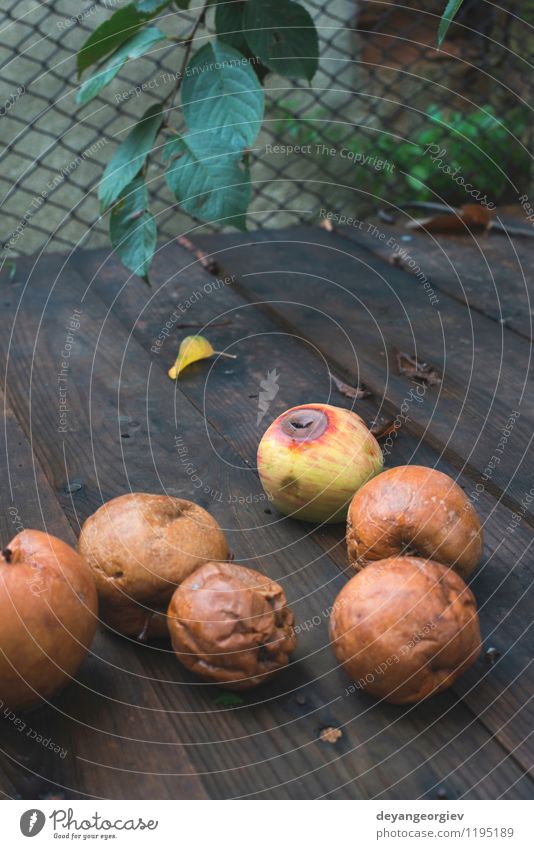 Faule Äpfel auf Holz Frucht Apfel Garten Herbst alt gut natürlich braun rot weiß Tod verfault Lebensmittel schlecht Müll verdorben Hintergrund Kompost hässlich