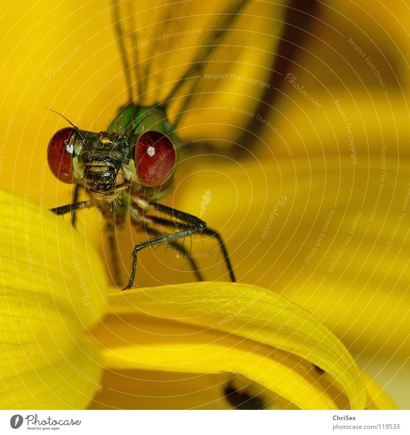 Märchenstunde Teil 3 : Weidenjungfer 04 Gemeine Binsenjungfer Libelle Insekt Tier gelb Sonnenblume grün frontal Blüte Aussehen Blick Hallo Vorhang Nordwalde