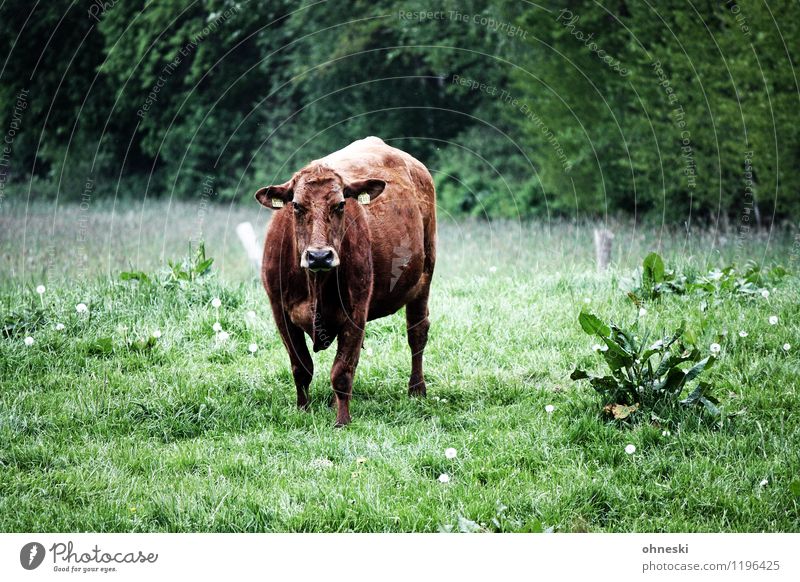 Muh Bioprodukte Slowfood Milch Landwirtschaft Forstwirtschaft Wiese Nutztier Kuh 1 Tier nachhaltig Viehzucht Blick Farbfoto Außenaufnahme Textfreiraum rechts