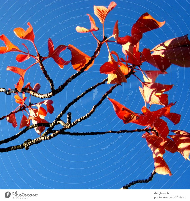 herbstfarben Herbst Baum Blatt rot Schatten Herbstfärbung Himmel blau Schönes Wetter