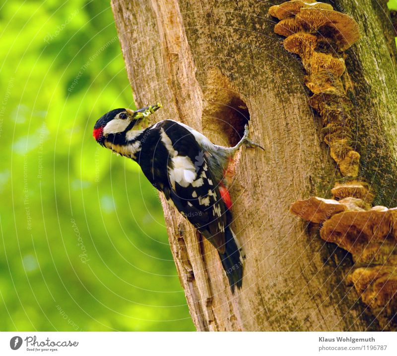 Buntspecht Männchen mit Futter an der Nisthöhle. An dem Stamm wachsen Holzzersetzende Pilze Umwelt Natur Tier Sonnenlicht Frühling Sommer Schönes Wetter Baum